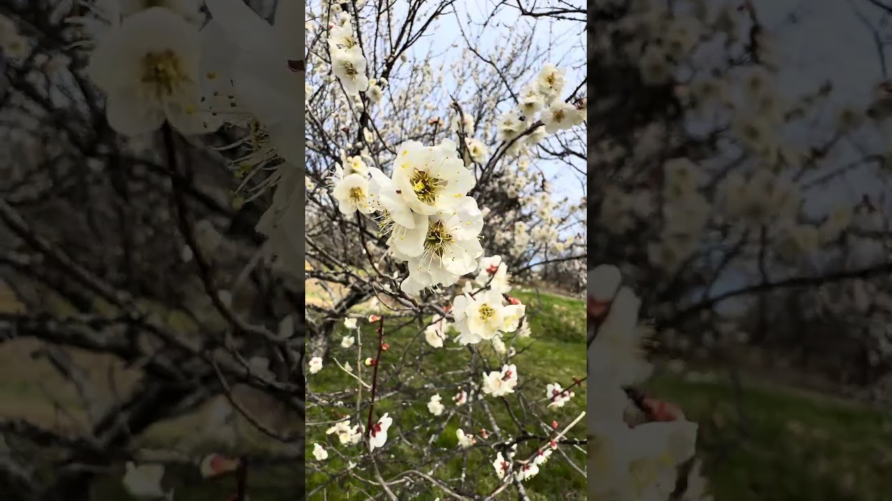 ดอกบ๊วยบานแล้ว #คนไทยในญี่ปุ่น