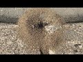 Pavement Ants Pop Up in Front of Office in Manahawkin, NJ