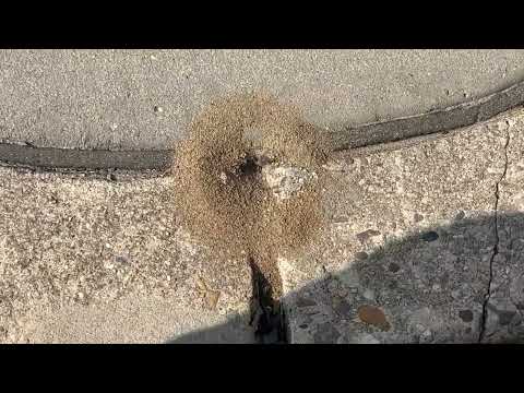 Pavement Ants Pop Up in Front of Office in Manahawkin, NJ