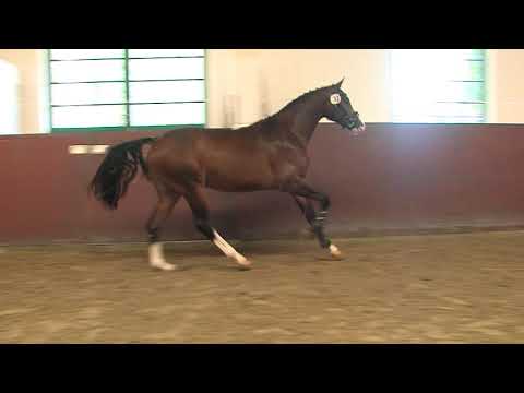 29. Mecklenburger Körtage - Kat.Nr. 81 Hengst v. Qualito