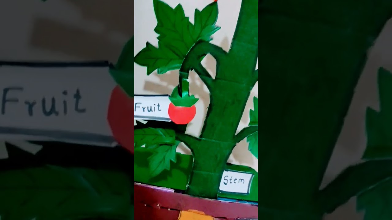 #Science Project Model#Parts Of Plant