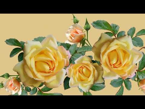 Opwekking 434 Tot zijn eer en heerlijkheid 1B