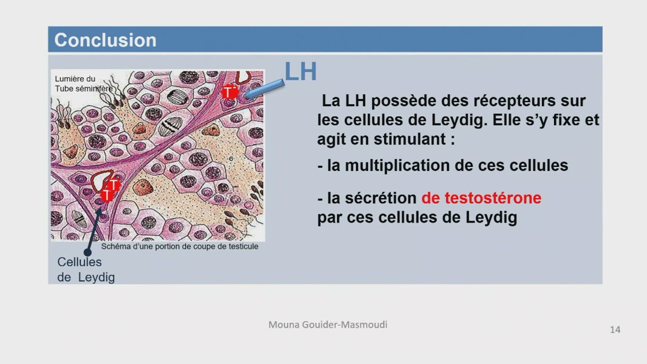 Régulation de la fonction reproductrice chez l'homme: العلوم التجريبية - علوم الحياة والارض