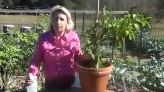 How to Get Rid of Pests on Pepper Plants - Cheaply