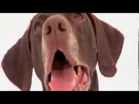 dogs 101 - german shorthaired pointer