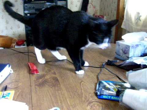 Kaylene & Desirae's Friendship (my cat Philo)