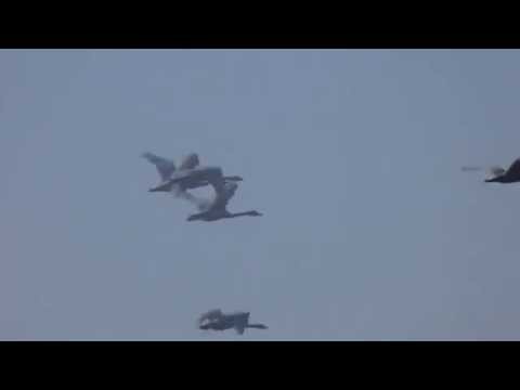 Lebede de iarna la Bistret (Cygnus cygnus)