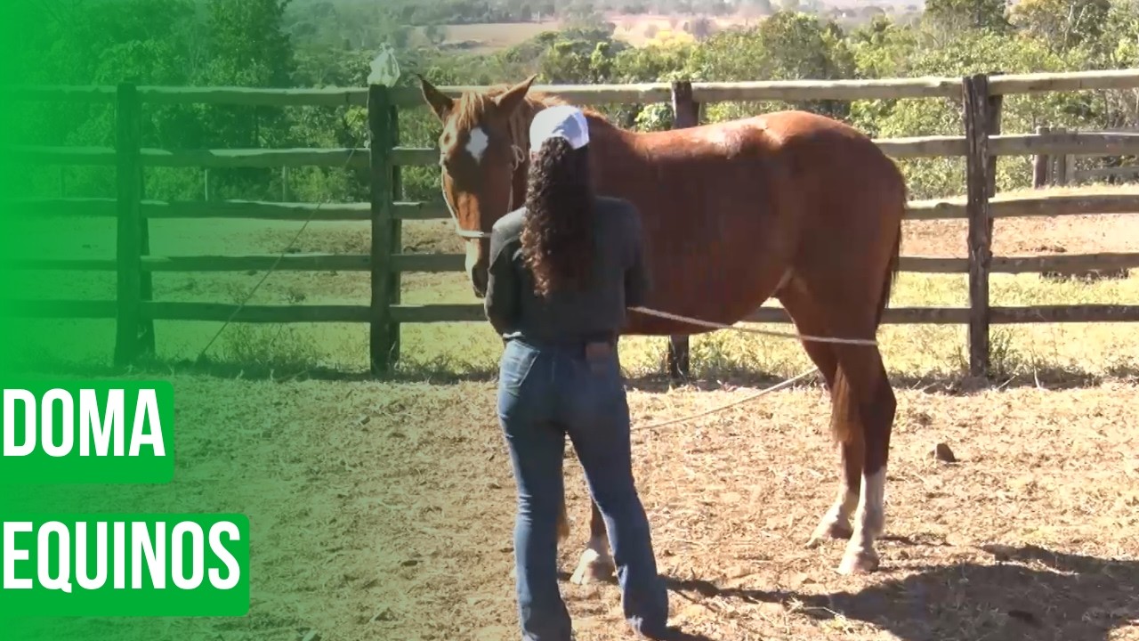 Doma equinos