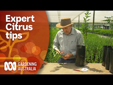 Top tips for growing a healthy and productive citrus tree | Gardening 101 | Gardening Australia