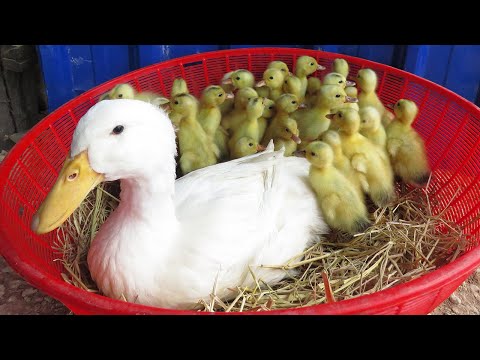 Amazing Pekin Duckling Hatching From Eggs _ New Baby Ducks Born