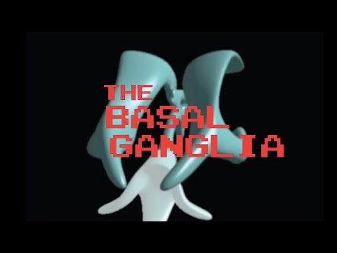 Neuroanatomy: The Basal Ganglia