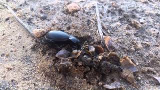 preview picture of video 'Broscus cephalotes Feeding on Helix engaddensis'