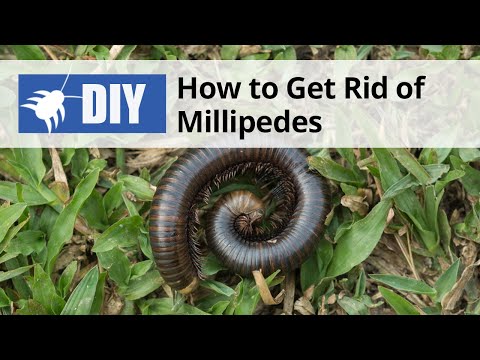  How to Get Rid of Millipedes Video 