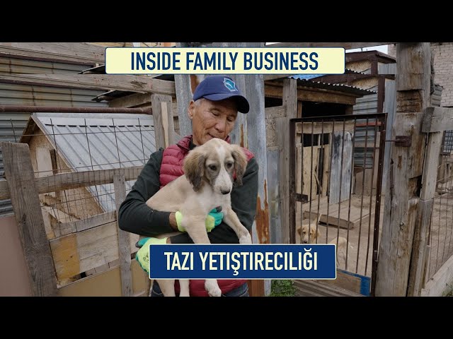 Tazı yetiştiriciliği