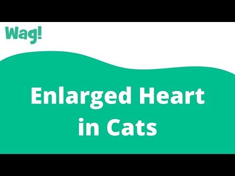 Enlarged Heart in Cats | Wag!