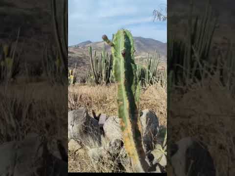 san José Chichihualtepec Oaxaca. Amigo González