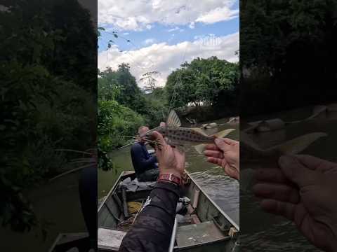 🎣 MANDI AMARELO NA CORREDEIRA! Olha a porrada desse peixe no Rio Caldazinha! ⚡🐟