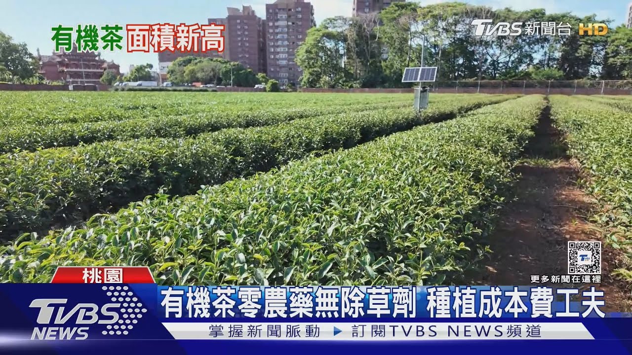 台灣有機茶面積550公頃 創有史以來新高