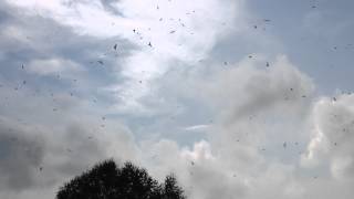 preview picture of video 'Lots of Seagulls over Bavaria'