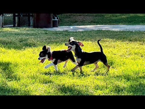 Atlanta ranks one of best cities for dog lovers - YouTube