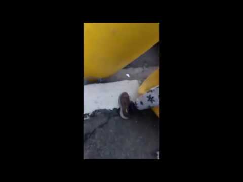 Robotnicy grają w bardzo znaną grę