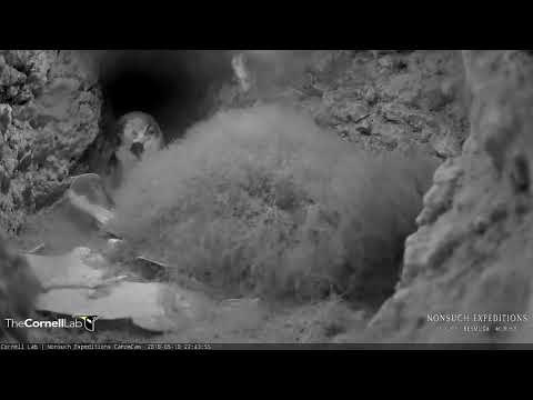 Nighttime Feeding Visit By Adult Cahow In The Nesting Burrow – May 10, 2018