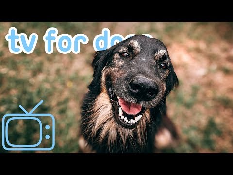 YouTube video about: Where can I watch isle of dogs for free?