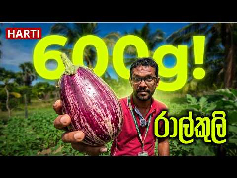 රාල්කුලි - කිලෝ එකට ගෙඩි දෙකයි