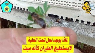 بث مباشر ( ما سبب وجود نحل ميت تحت الخلية )