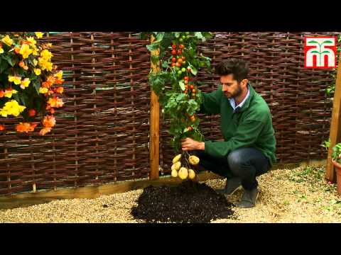 VIDEO! Planta care face si cartofi si rosii!