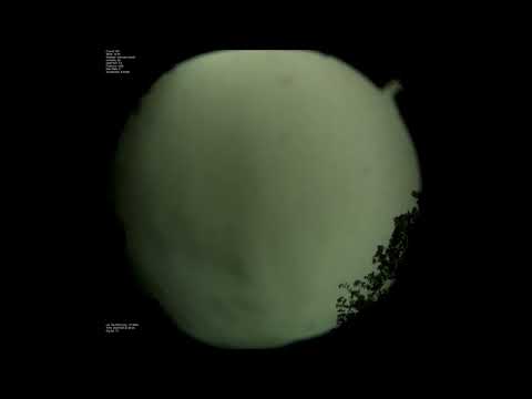 ZWO183MC AllSkeye Martinsburg WV 221005 - 200 Dont's by Conditional