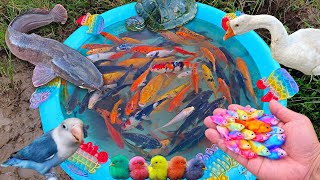 Download lagu Catch beautiful aquarium fish in the pond, colorful fish, big catfish, ornamental fish, goldfish mp3