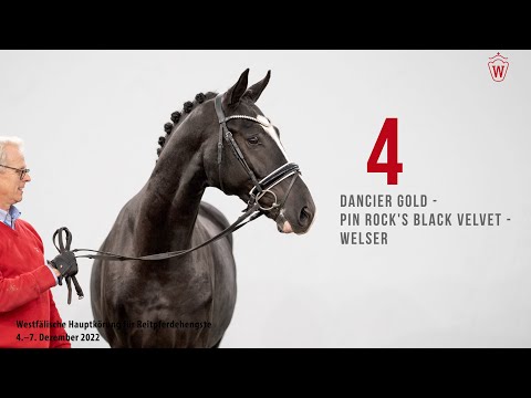West.Hauptkörung  2022 Reitpferde: Kat.Nr. 4  Dancier Gold  -  Pin Rock's Black Velvet  -  Welser