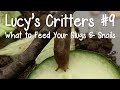 Lucy's Critters #9   What to feed your slugs and snails