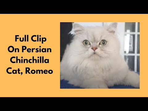 Full Lion Clip On Persian Chinchilla