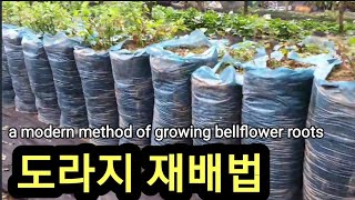 대물 도라지 재배법 a modern method of growing bellflower roots