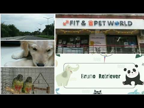 My First Video | Bruno Retriever