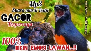 Download lagu Mp3 Suara Murai Batu Full Gacor Bikin Emosi Lawan Durasi Panjang...!!! mp3 Download lagu Mp3 Suara Murai Batu Full Gacor Bikin Emosi Lawan Durasi Panjang...!!! mp3