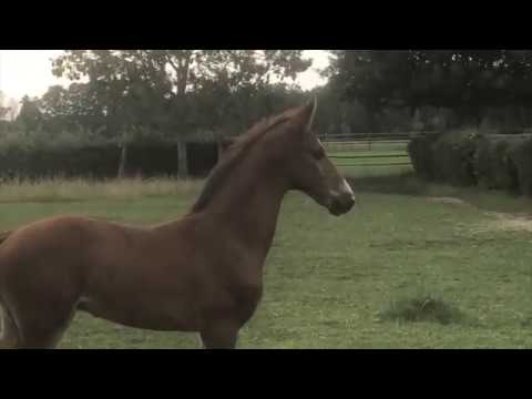 Evel Knievel v.  Estobar NRW 14-6-2020