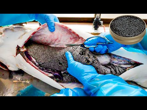 How Caviar Is Made - Sturgeon Caviar Farm | Food Factory