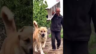 Monster Alabai - Central Asian Shepherd Dog 🤯💥 #shorts