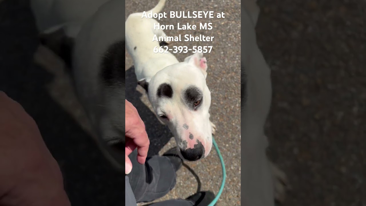 Bullseye, a Adoptable mixed breed in Horn Lake, MS video 6/6