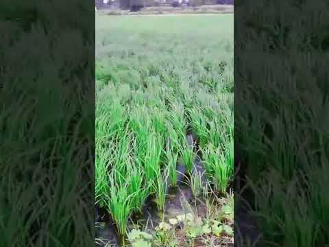 my first vlog // please suport me 🙏🙏