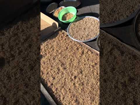 Home Afghani Samanak