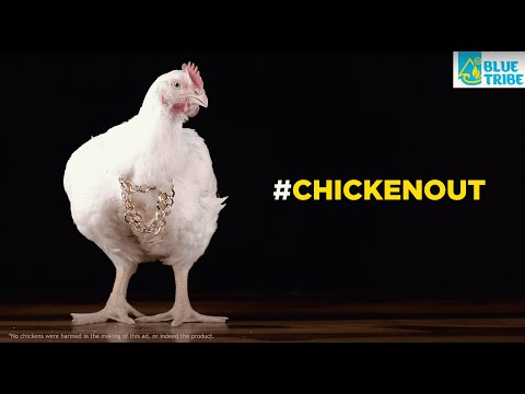 Blue Tribe: It's good to #ChickenOut