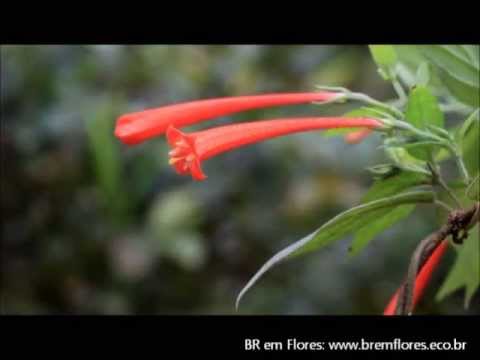 BRemFlores - Estrada Real (Ouro Preto - Diamantina)