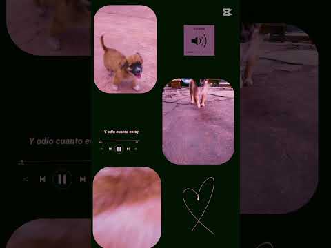 Los quiero #dog #cat