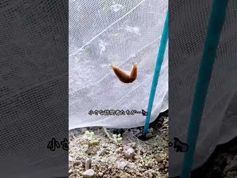 あらゆる種類の土壌や暴露に対応する、メンテナンスが簡単な屋外用植物  庭園