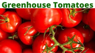 Greenhouse tomato farming in Rural Zimbabwe
