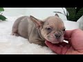 French Bulldog dogs for sale: Fargo - Video 1